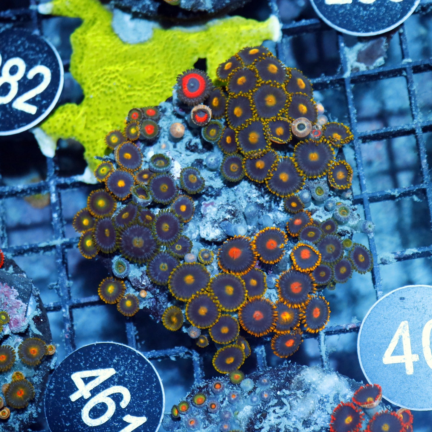 Zoanthid Combo Bk40