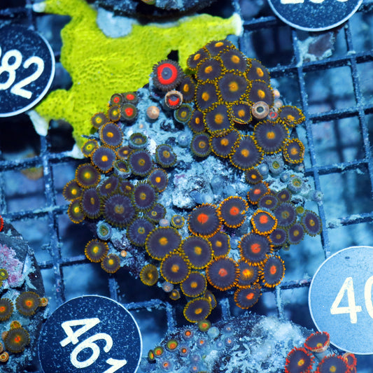 Zoanthid Combo Bk40