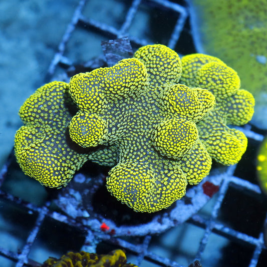 Stylophora pistillata