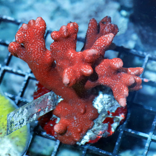 Digitata red