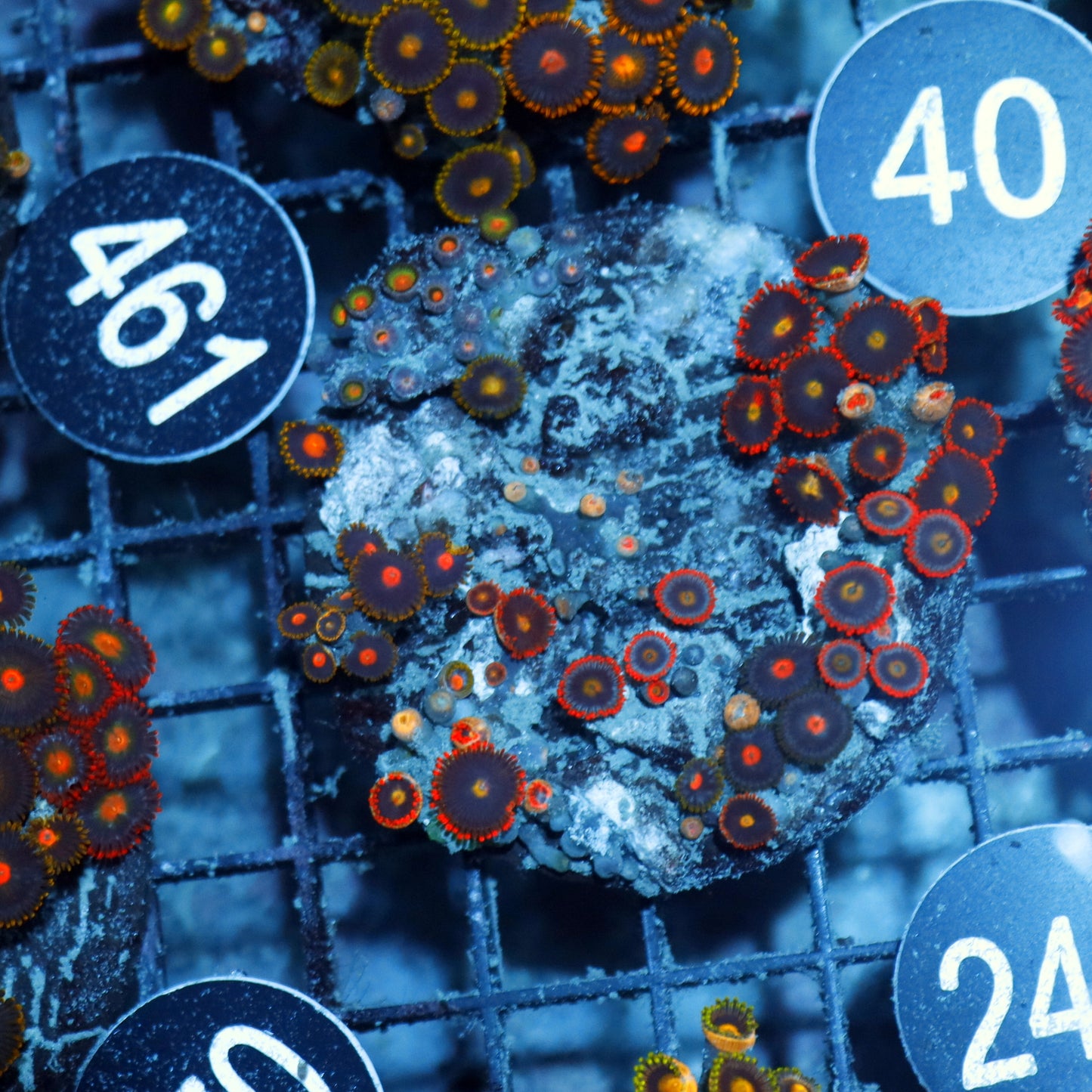 Zoanthid Combo Bk242
