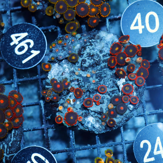 Zoanthid Combo Bk242