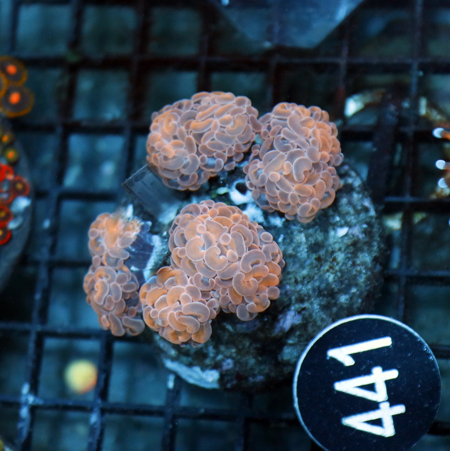 HAMMER BRANCHING ORANGE BK441