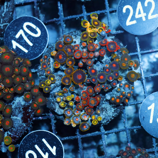 Zoanthid Combo Bk150