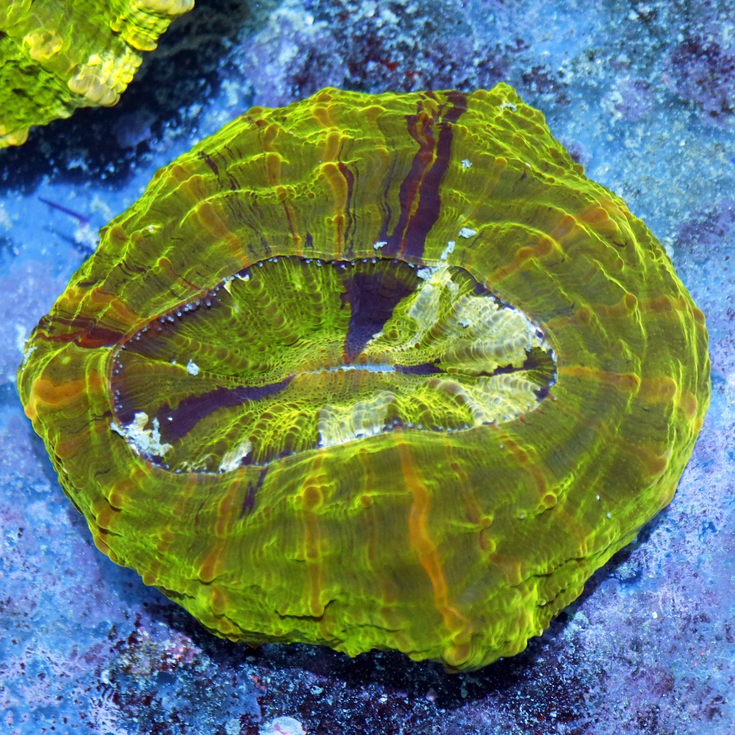 Acanthophyllia Green metallic