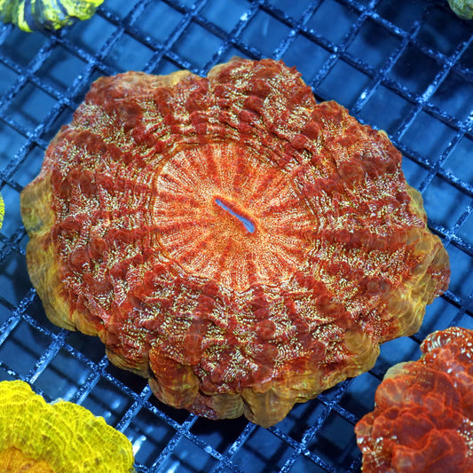 Acanthophyllia red and gold