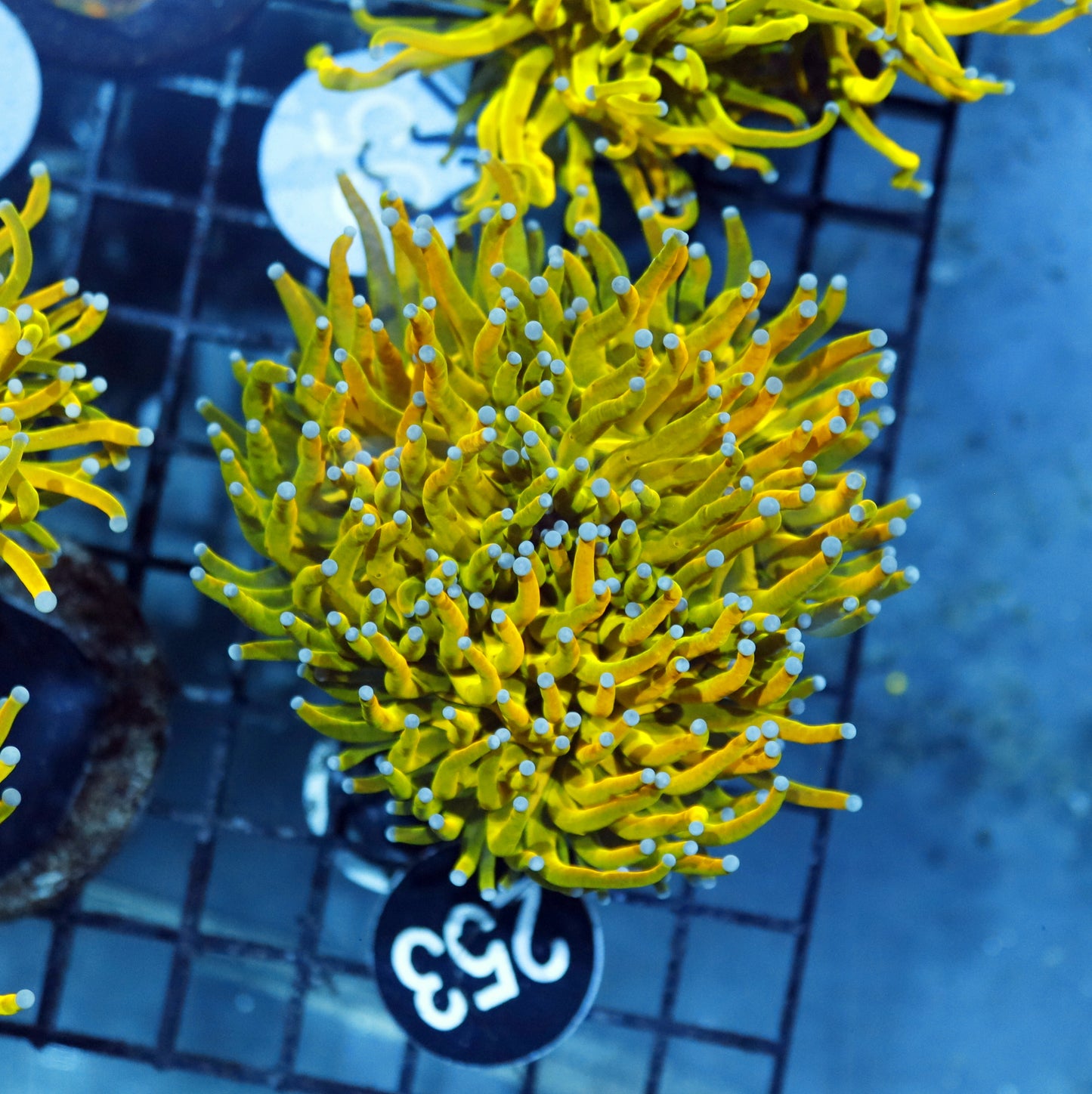 Torch super holy banana per head