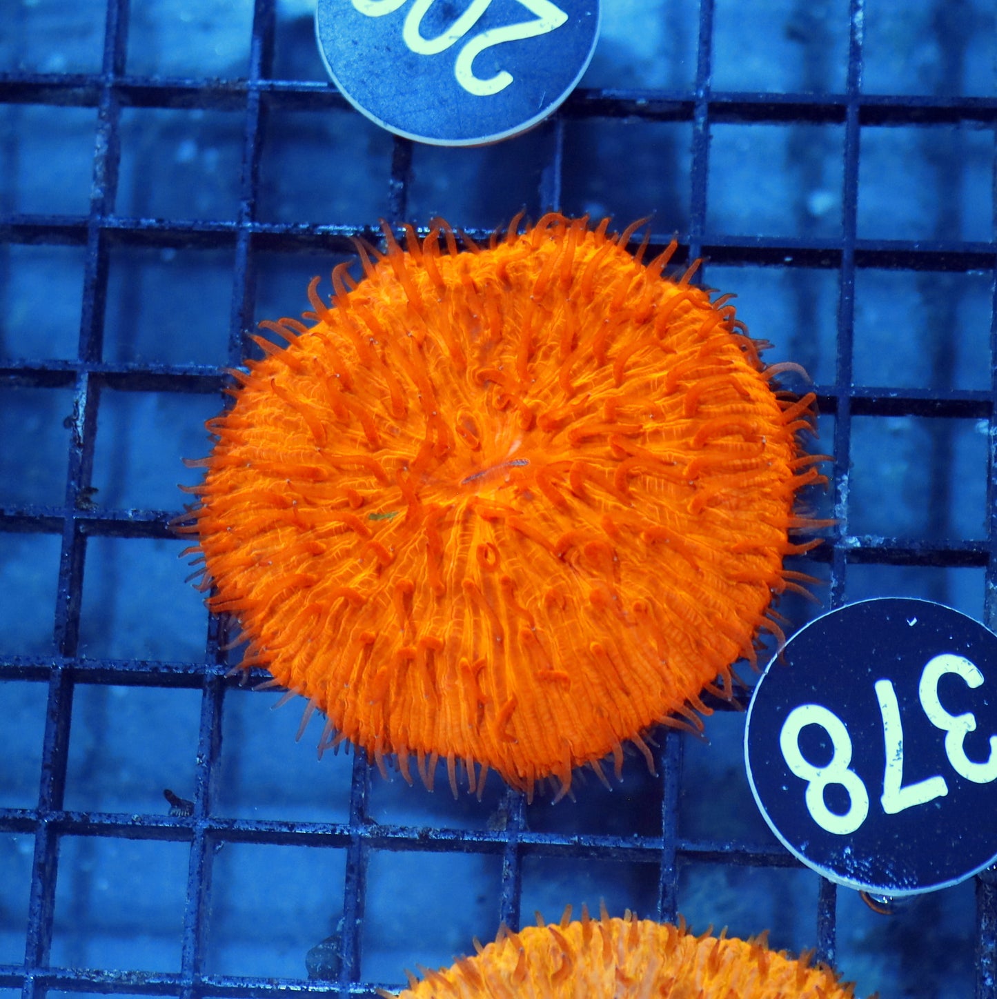Plate Orange metallic BK348