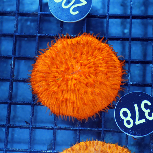 Plate Orange metallic BK348