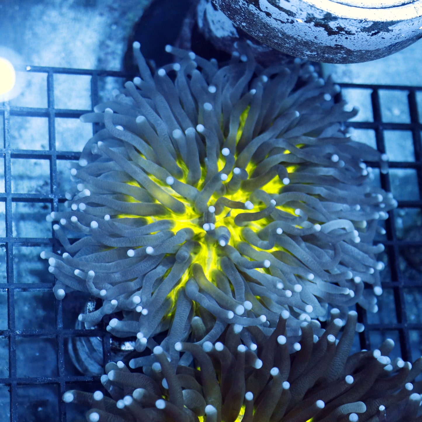 Plate long tentacle