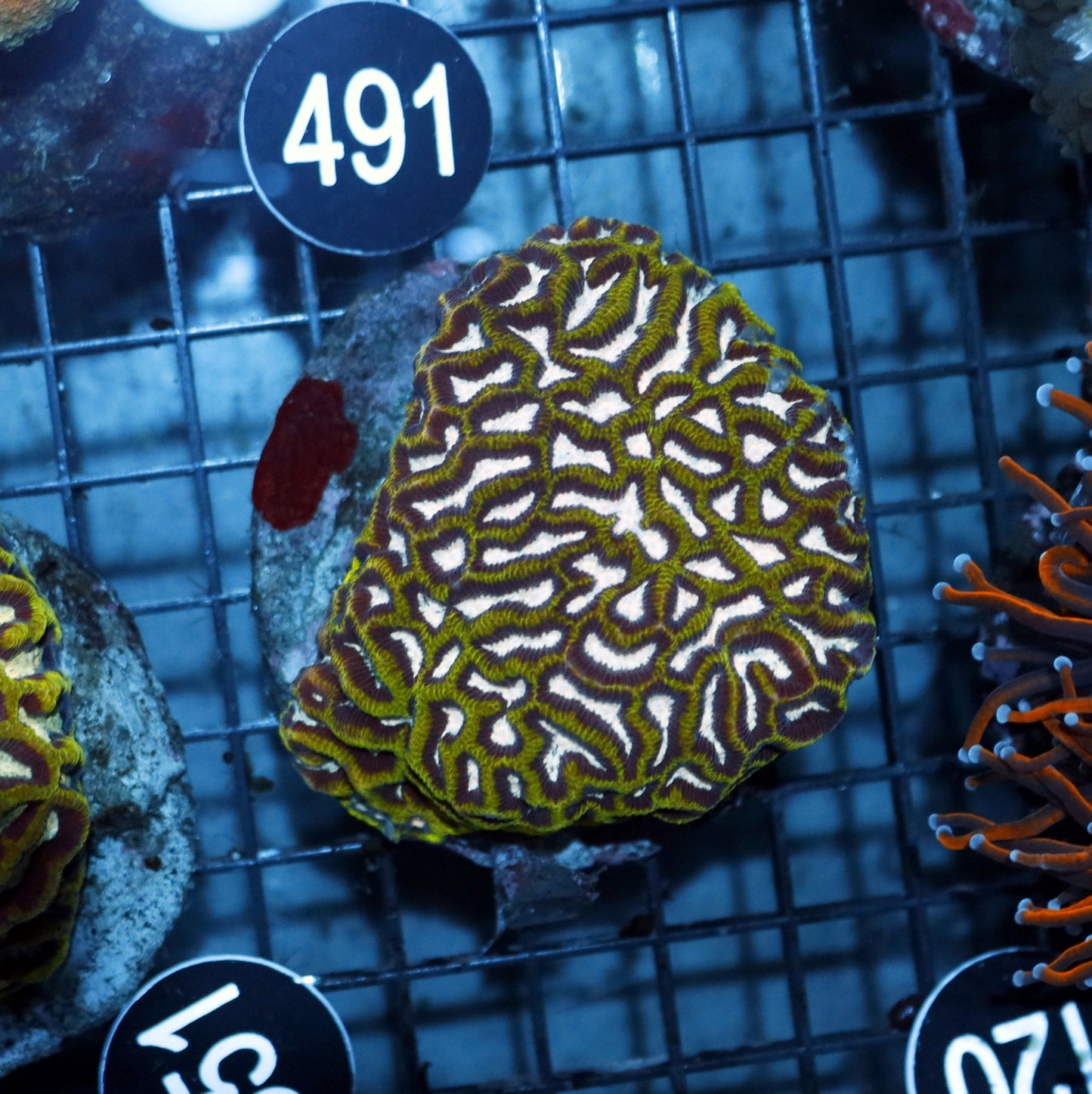 MAZE BRAIN BK120