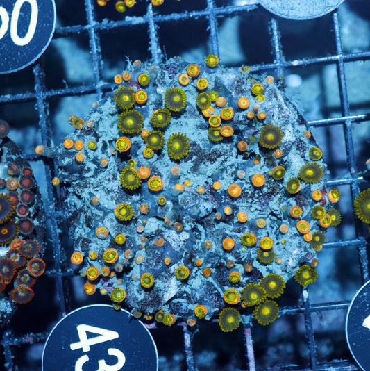 Zoanthid Combo Bk429
