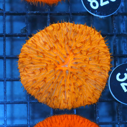 Plate Orange metallic BK321
