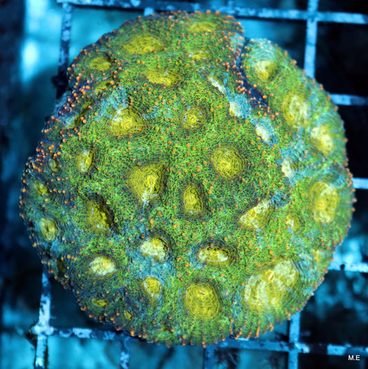 acan echinata