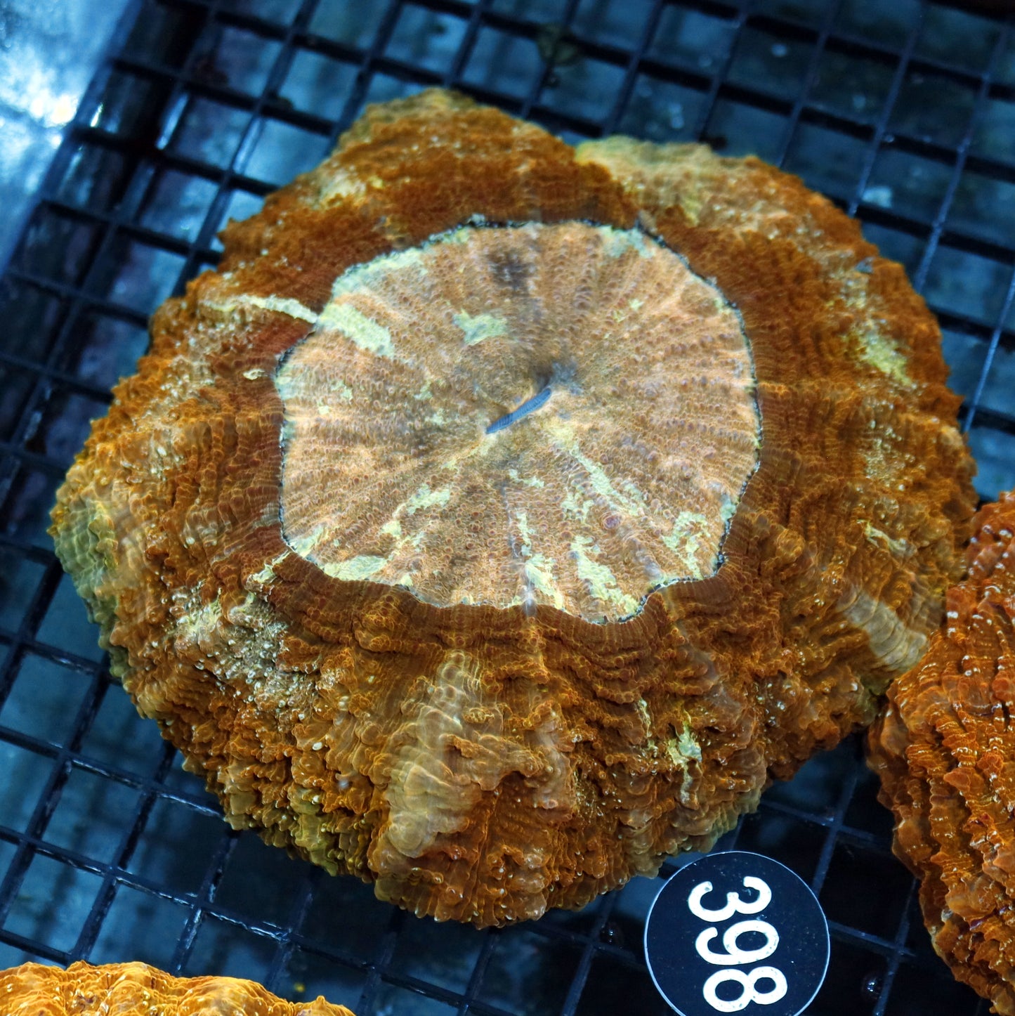 ACANTHOPHYLLIA BK398