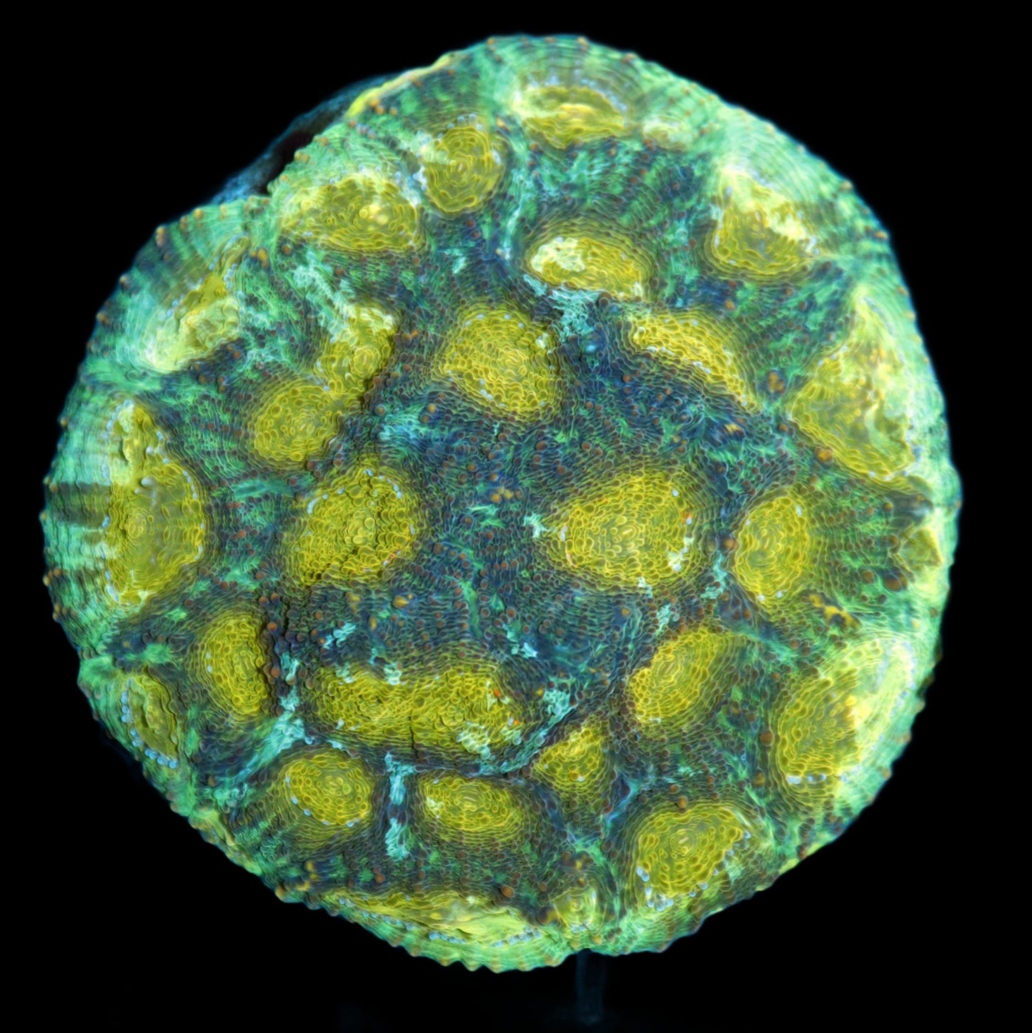 Acan echinata