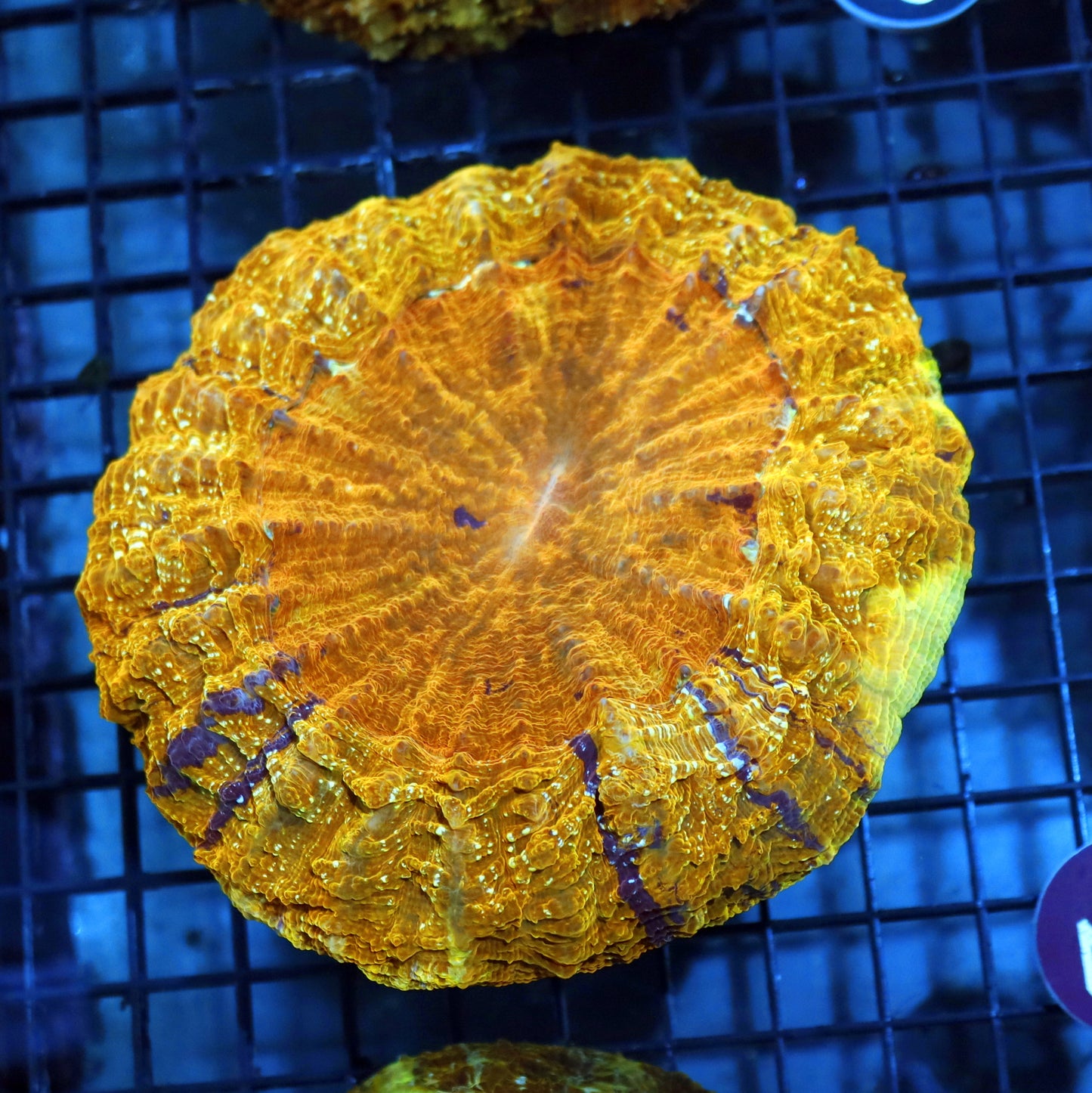 ACANTHOPHYLLIA GOLD METALLIC R448