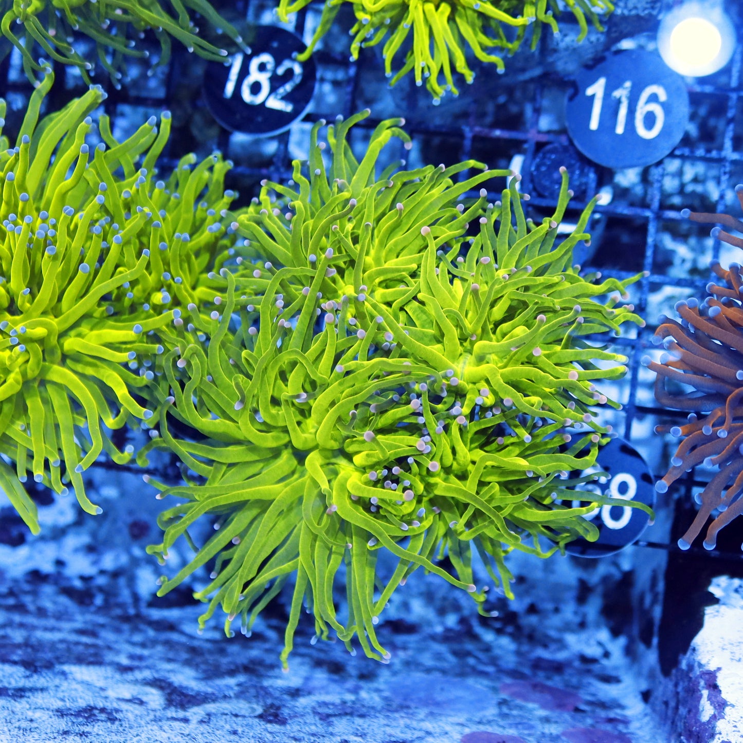 Torch Green Metallic pink tips BK168