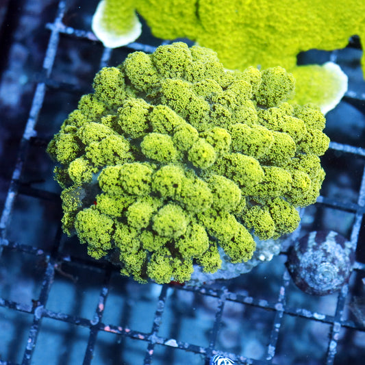 Birdsnest Metallic Green
