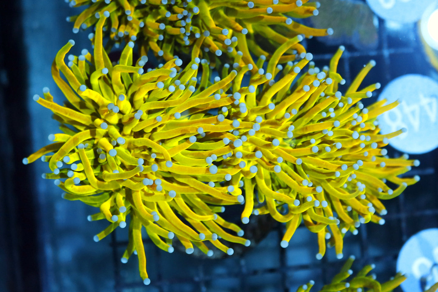 Torch super holy banana per head