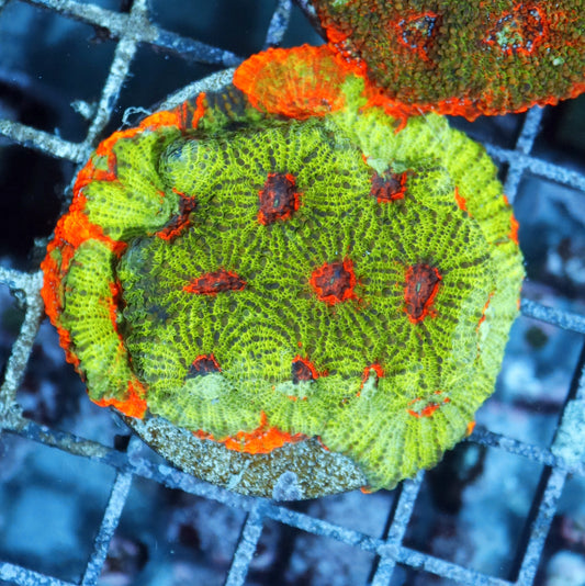 Acan Echinada