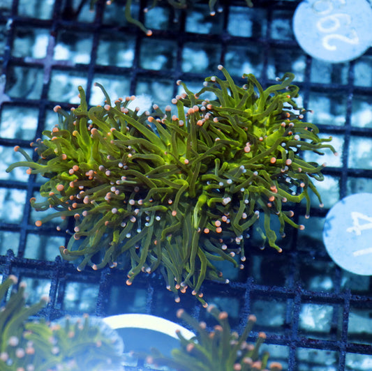 Torch Cotton candy B41