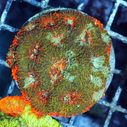 Acan Echinada