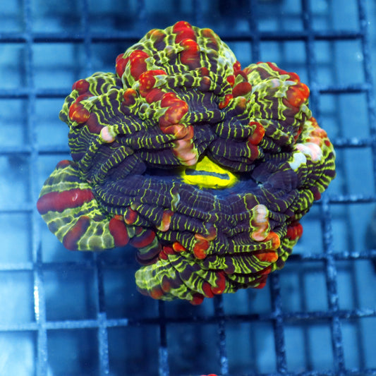 Indophyllia red and green metallic