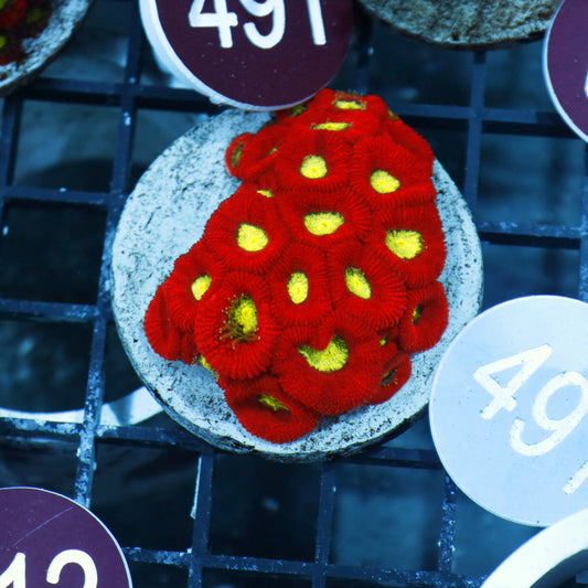 Micromussa Metallic eyes B491