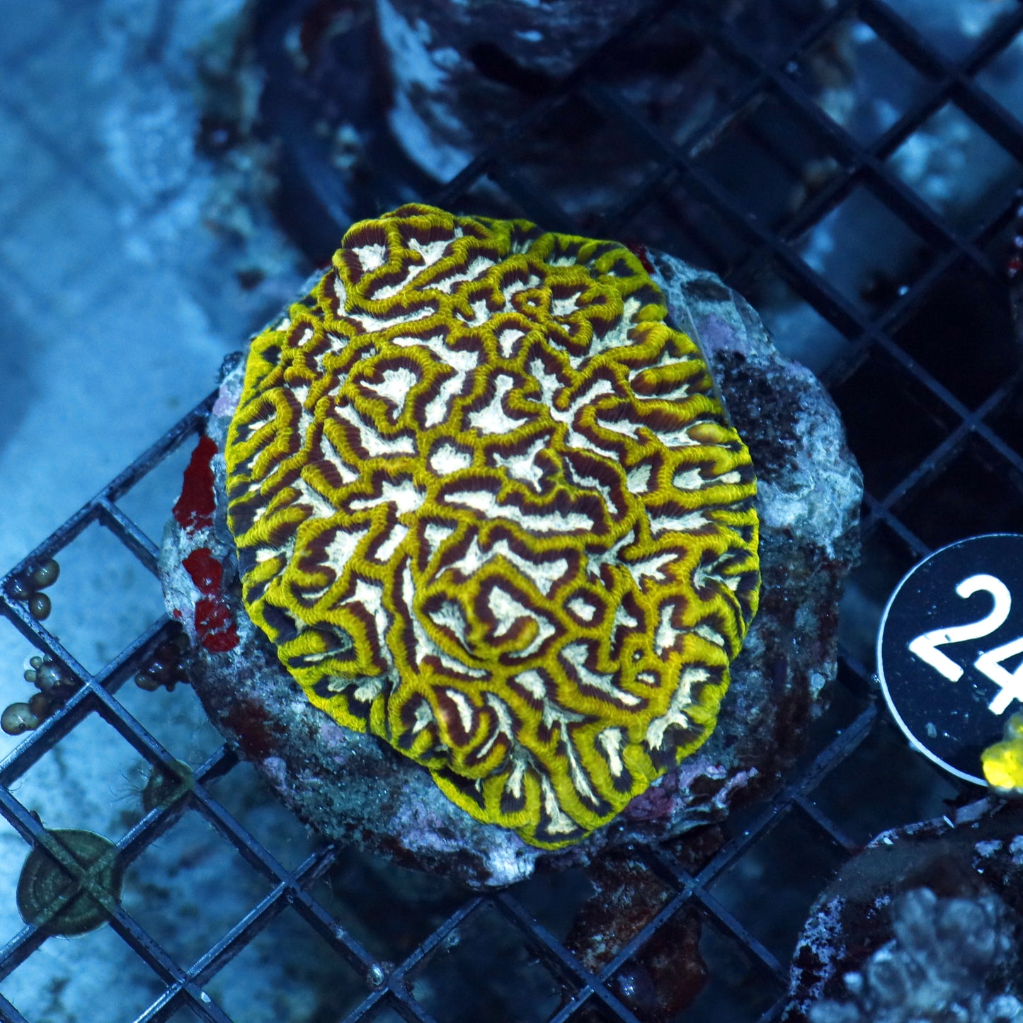 MAZE BRAIN BK245