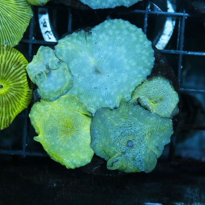 MUSHROOMS METALLIC BLUE NOT WYSIWYG