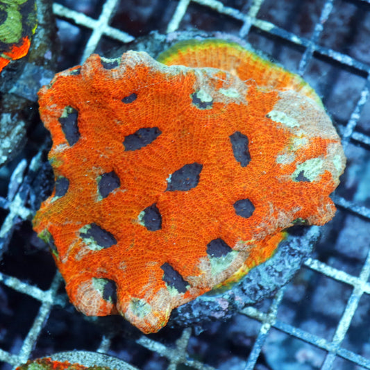 Acan Echinada