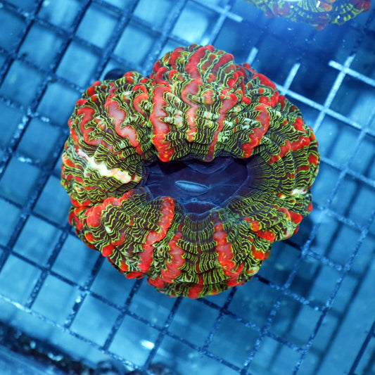 Indophyllia red and green metallic