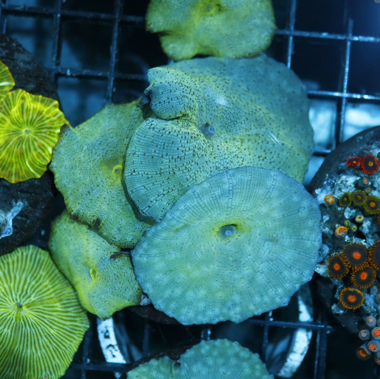 MUSHROOMS METALLIC BLUE NOT WYSIWYG