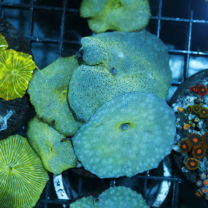 MUSHROOMS METALLIC BLUE NOT WYSIWYG