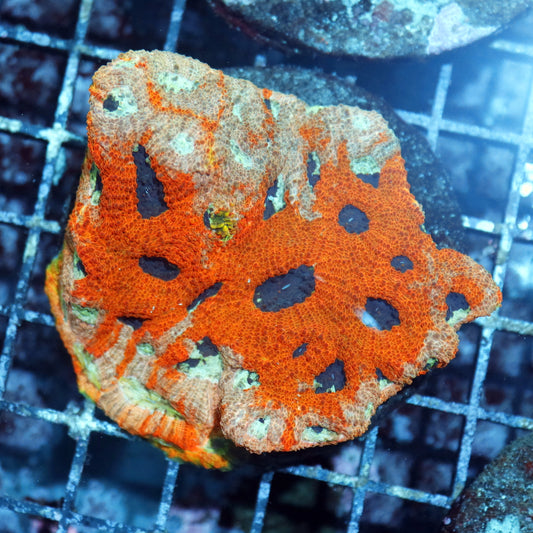 Acan Echinada