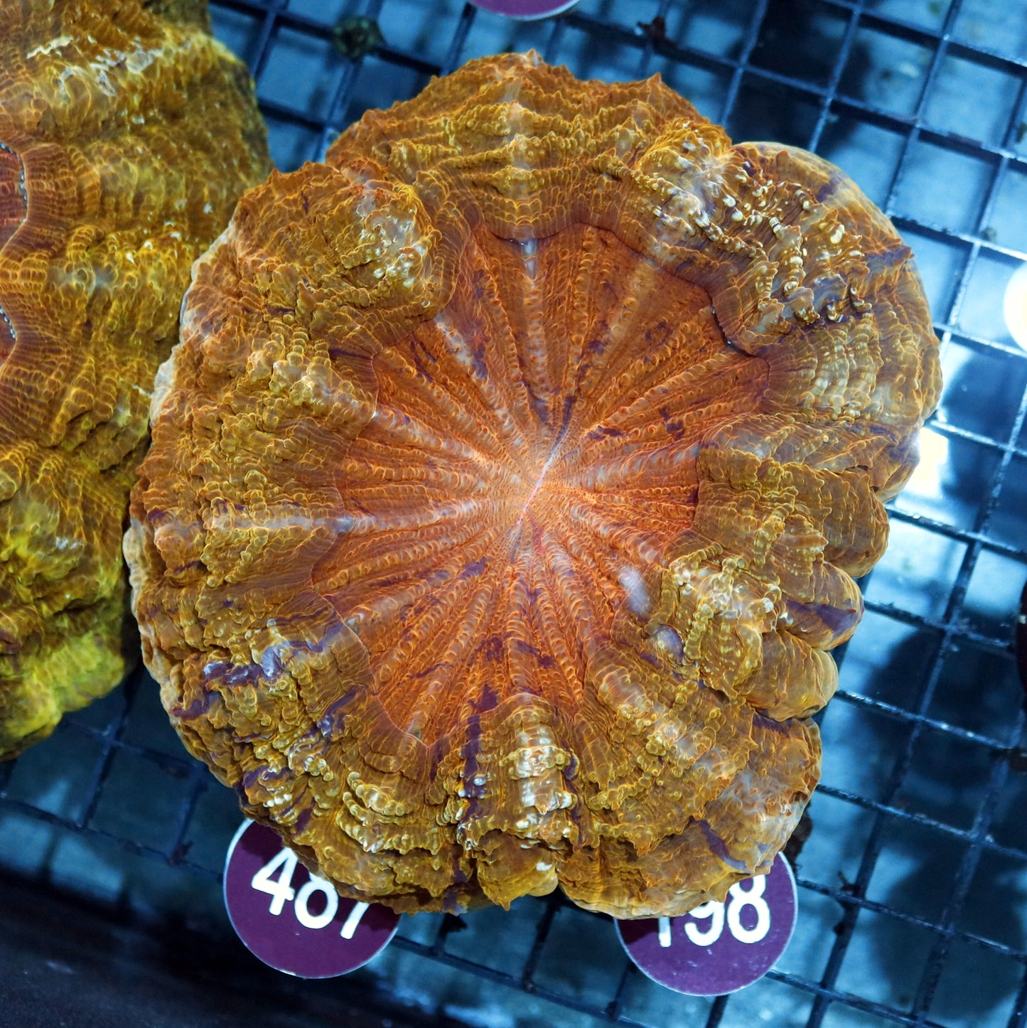 ACANTHOPHYLLIA GOLD METALLIC R198