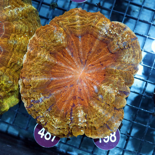 ACANTHOPHYLLIA GOLD METALLIC R198