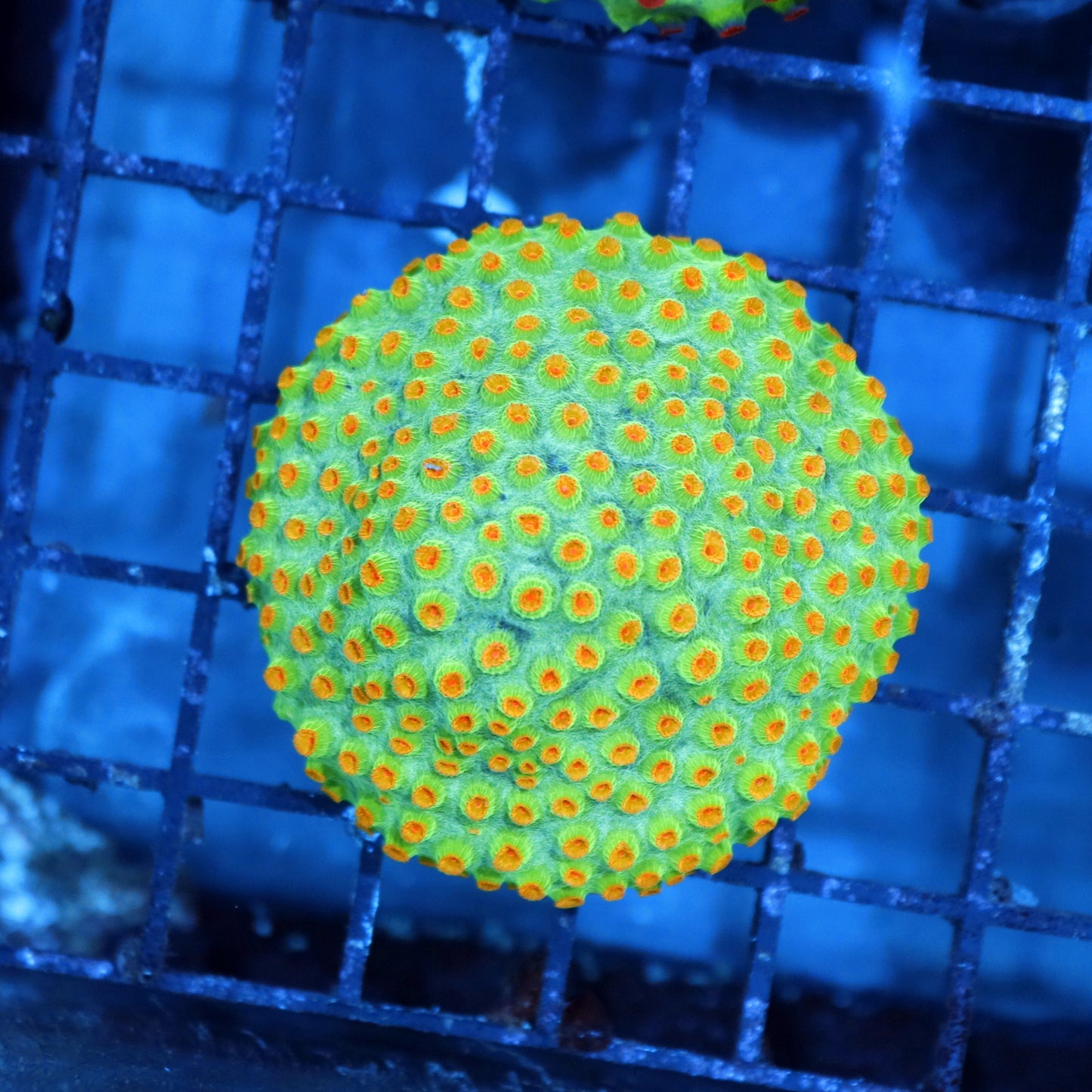 Cyphastrea Metallic