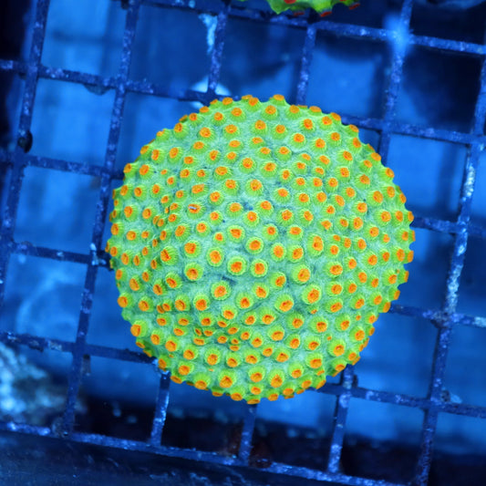 Cyphastrea Metallic