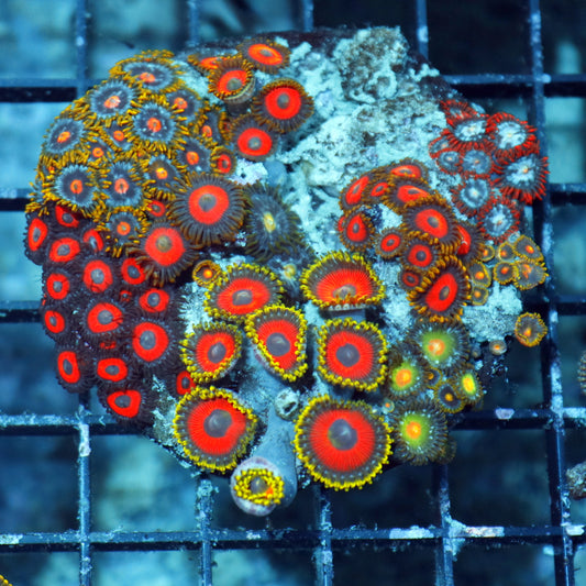 Zoanthid combo