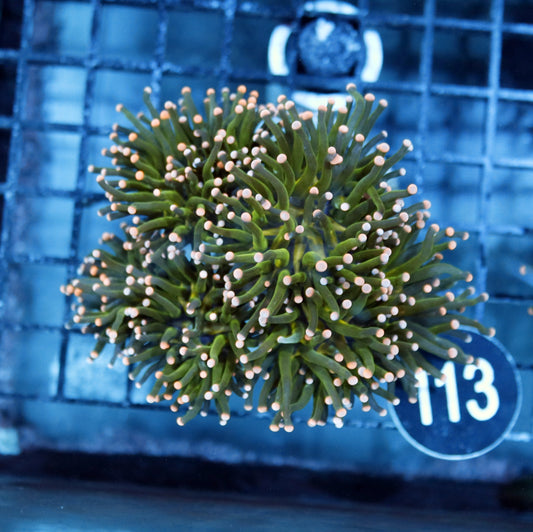 Torch metallic green pink tips BK113