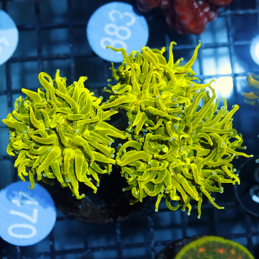 Torch Holy grail Kalimantan 3 heads B470