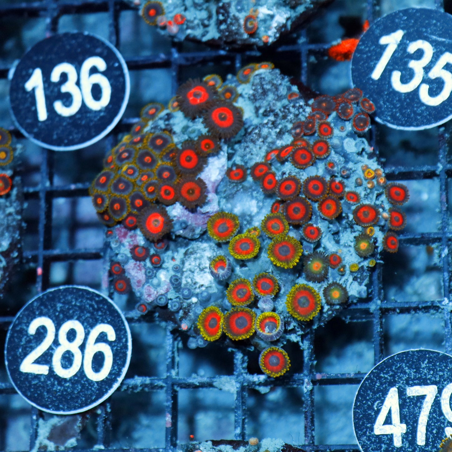 Zoanthid Combo Bk479