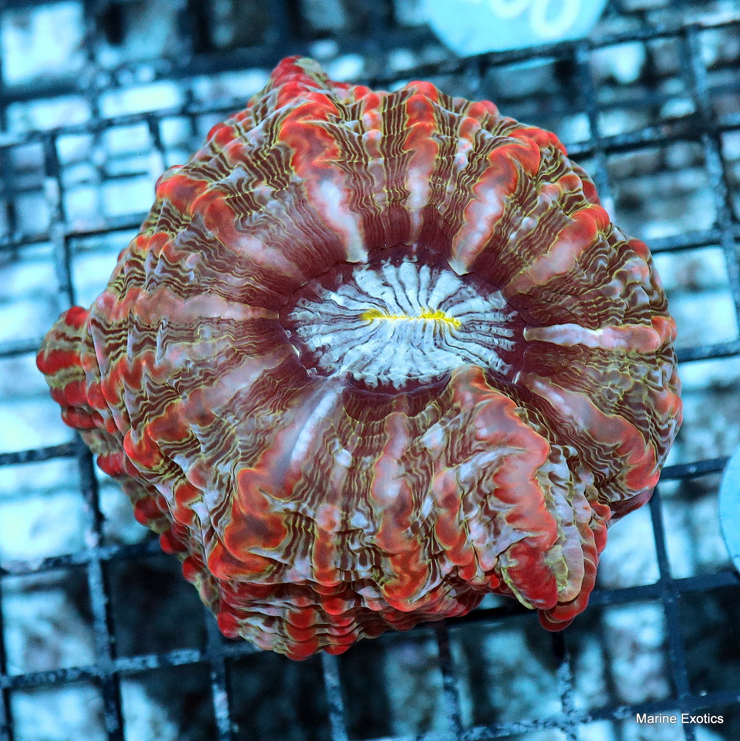 Cynarina/indophyllia ultra red metallic B33