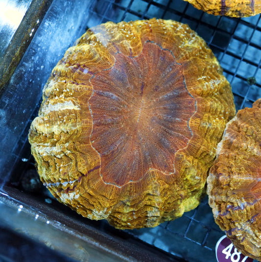 ACANTHOPHYLLIA GOLD METALLIC R487