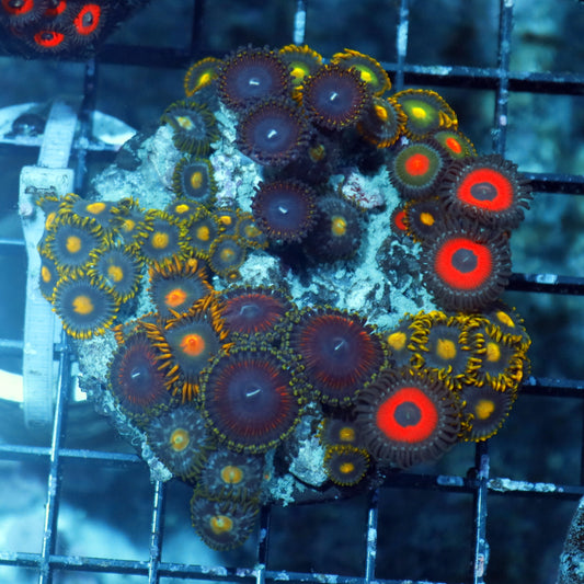 Zoanthid combo