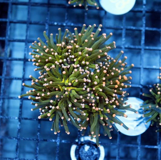 Torch metallic green pink tips B409