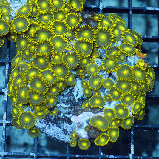 Zoanthids green metallic