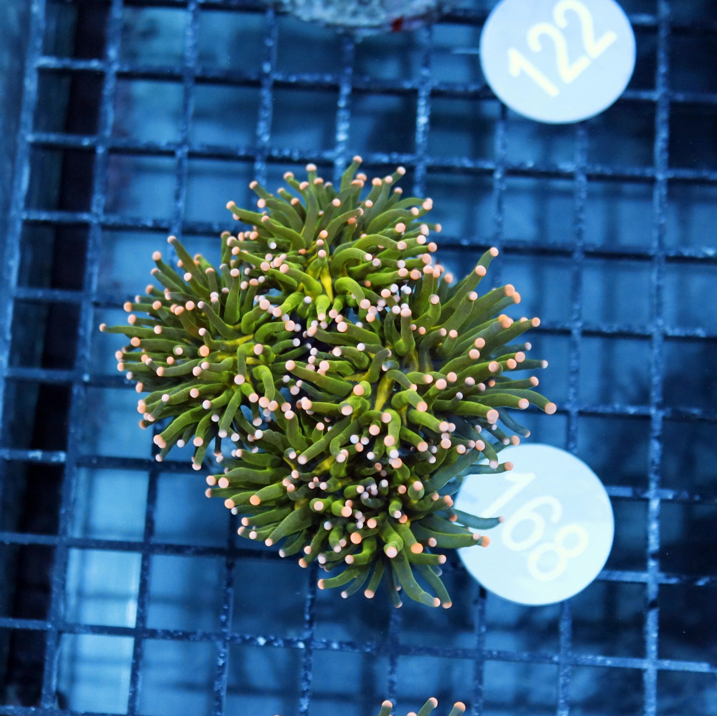 Torch metallic green pink tips B168